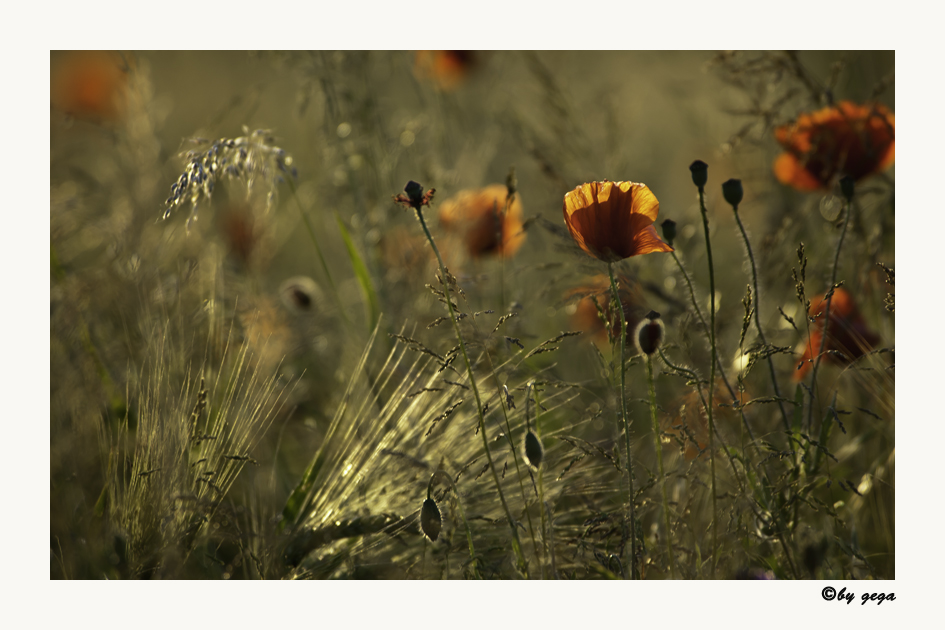 Mohn-Tag