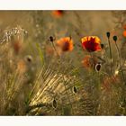 Mohn-Tag