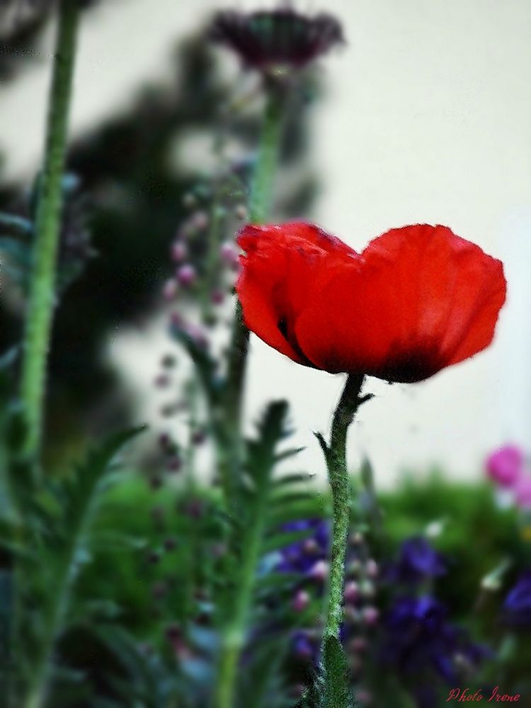 Mohn (Tag)