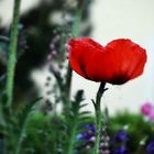 Mohn (Tag)