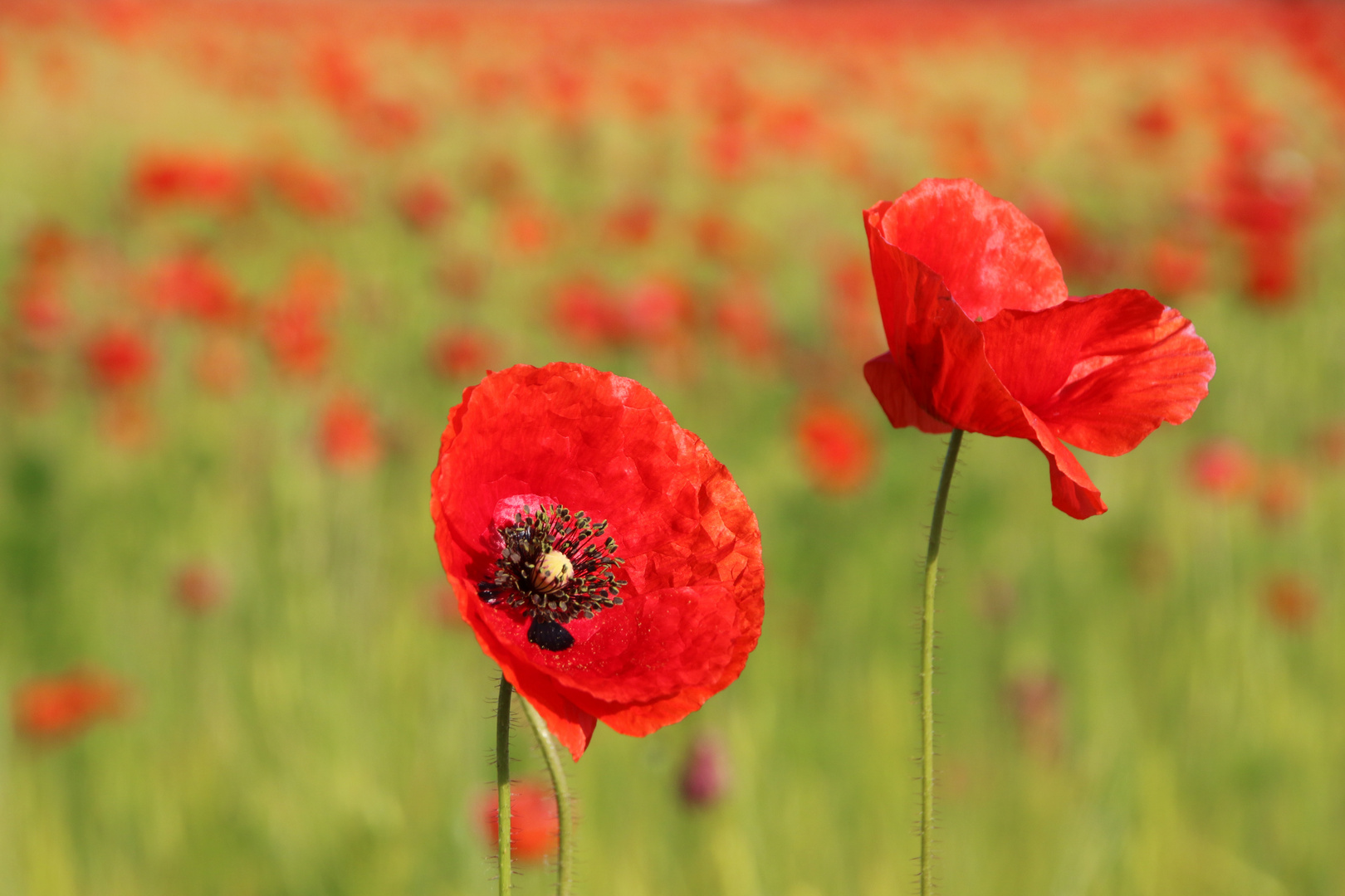 Mohn-Tag