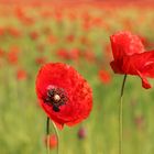 Mohn-Tag