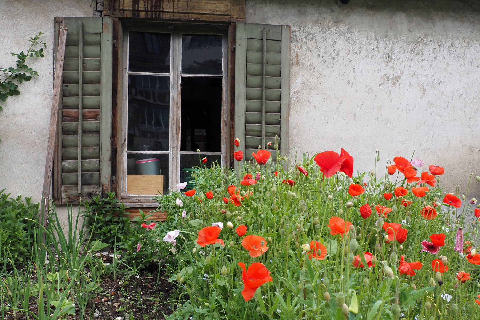 mohn tag