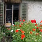 mohn tag