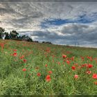 Mohn Tag