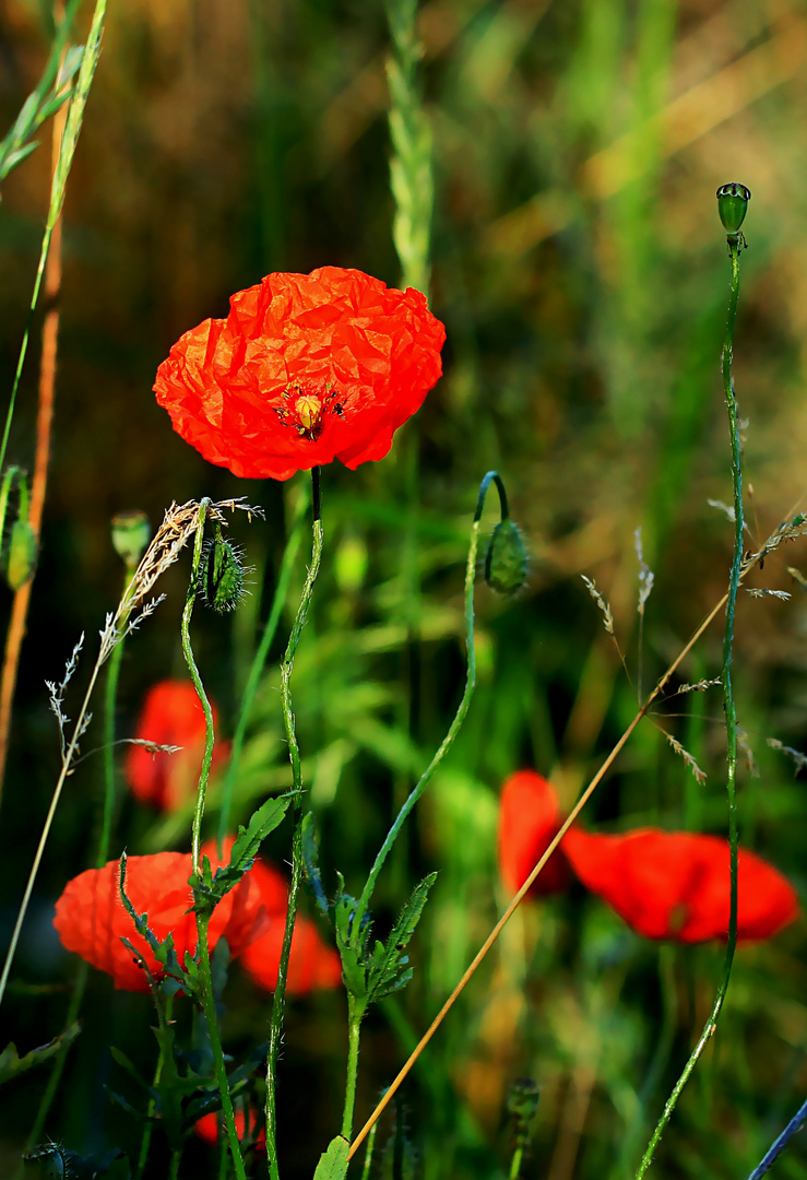 Mohn - Tag