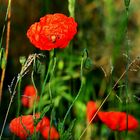 Mohn - Tag