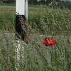 Mohn-Tag am Rand