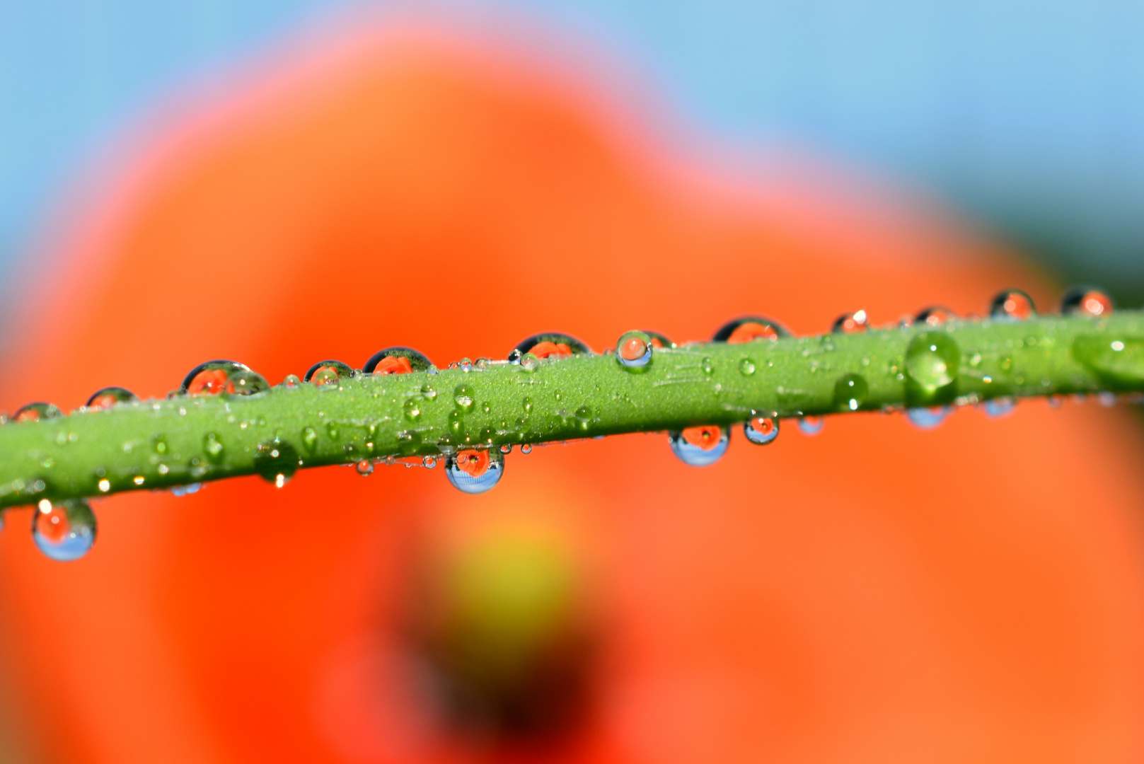 Mohn - Tag