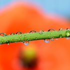 Mohn - Tag