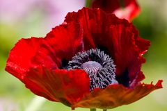 Mohn-Tag