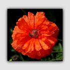 Mohn Tag!