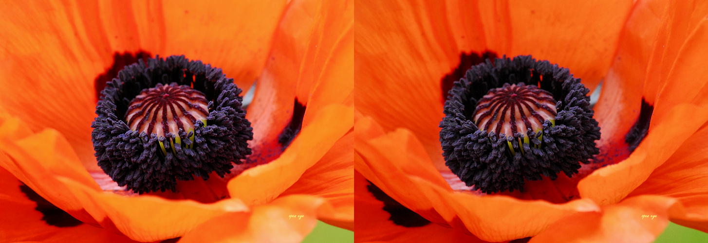 Mohn - Tag