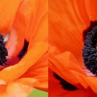 Mohn - Tag