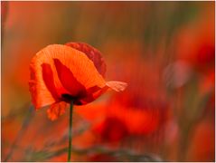 Mohn-Tag .......