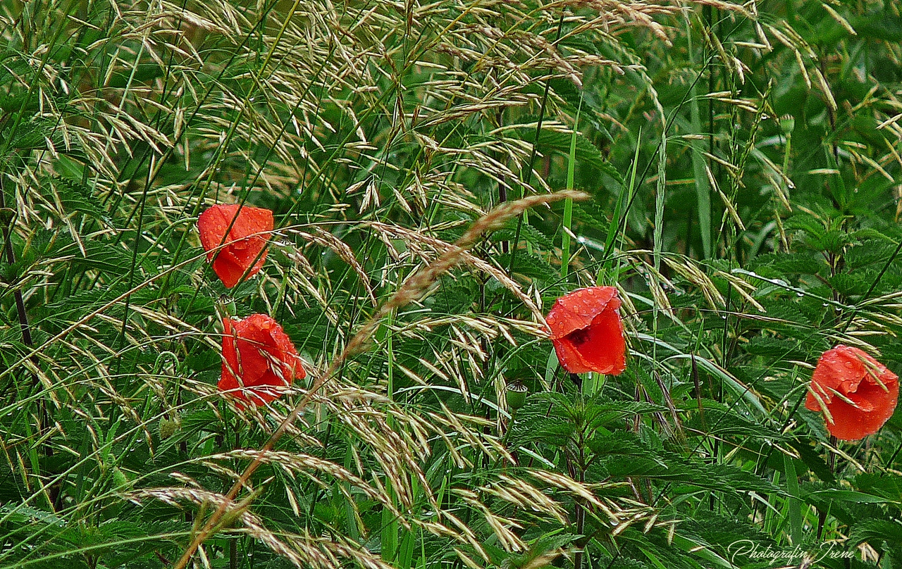 Mohn - Tag) nach dem Regen gestern 