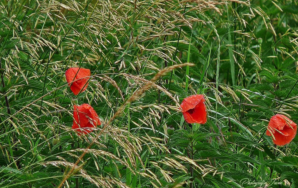 Mohn - Tag) nach dem Regen gestern 