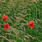 Mohn - Tag) nach dem Regen gestern 