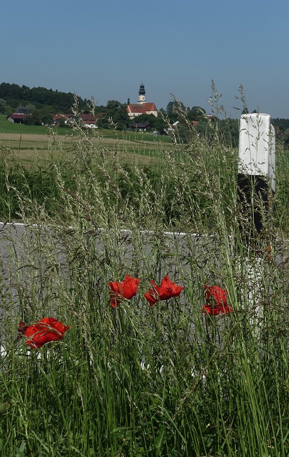 Mohn-Tag zu Viert