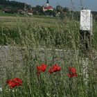 Mohn-Tag zu Viert