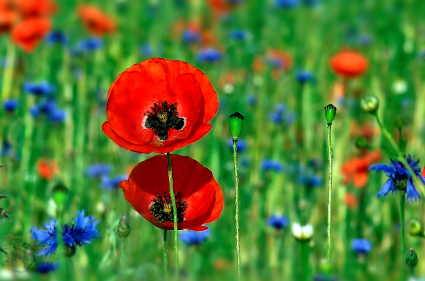 " Mohn - Tage "