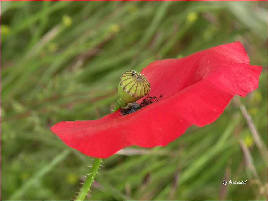 ... Mohn-Tage ...