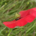 ... Mohn-Tage ...