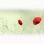 Mohn-Tage II