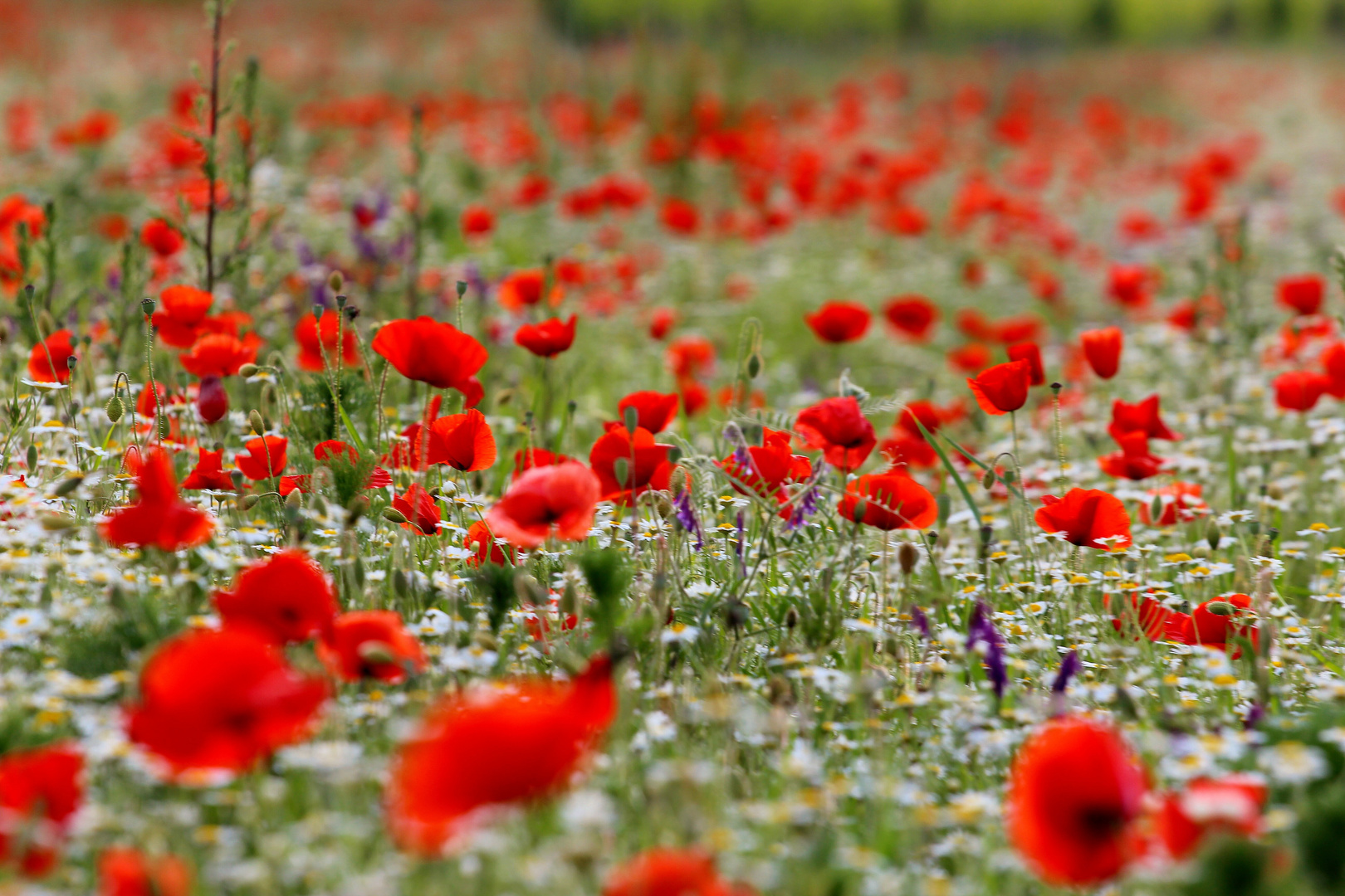 Mohn-Tage wie diese (2)