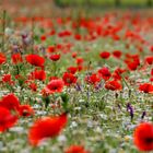 Mohn-Tage wie diese (2)