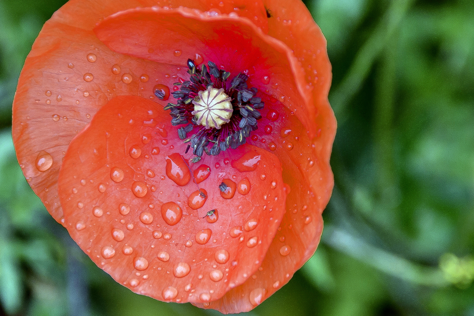 Mohn-Tags-Regen......