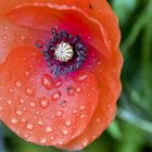 Mohn-Tags-Regen......