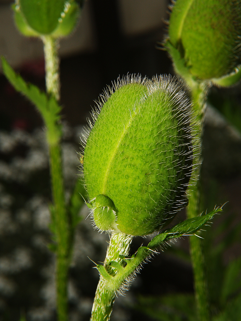 Mohn teil 1