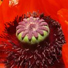 Mohn teil 2