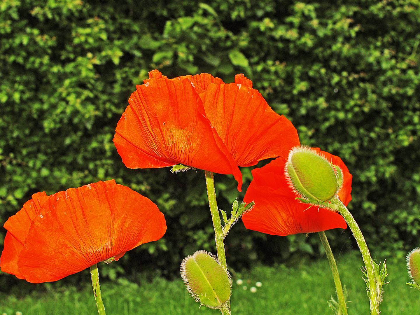 Mohn teil 3....