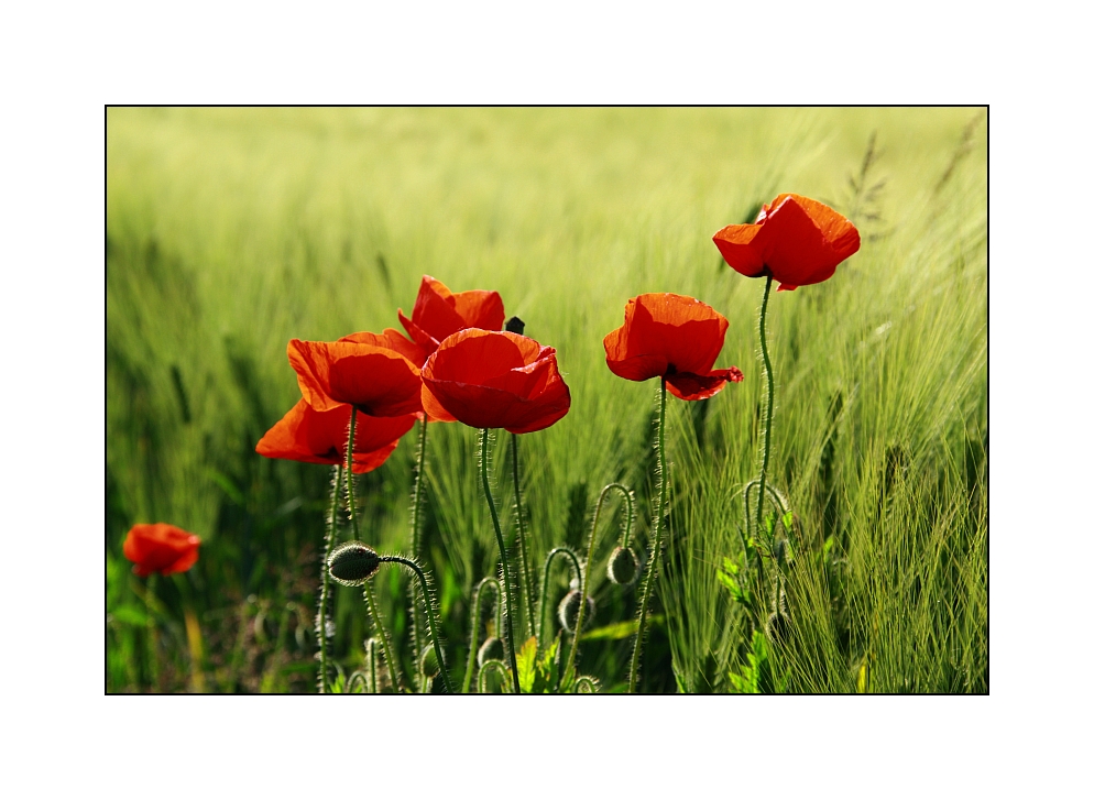 Mohn-Time-2