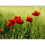 Mohn-Time-2