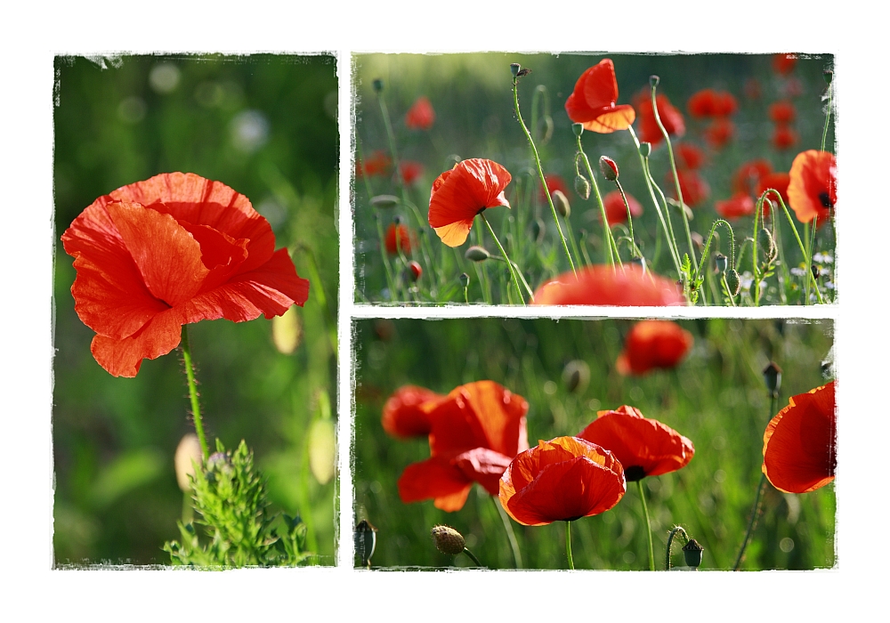 Mohn-Time 2010