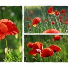 Mohn-Time 2010