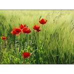 Mohn-Time-3