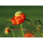 Mohn-Time-4