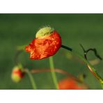 Mohn-Time-4