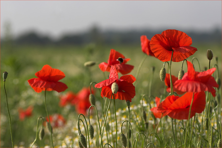 Mohn-Time