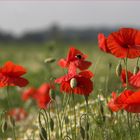 Mohn-Time