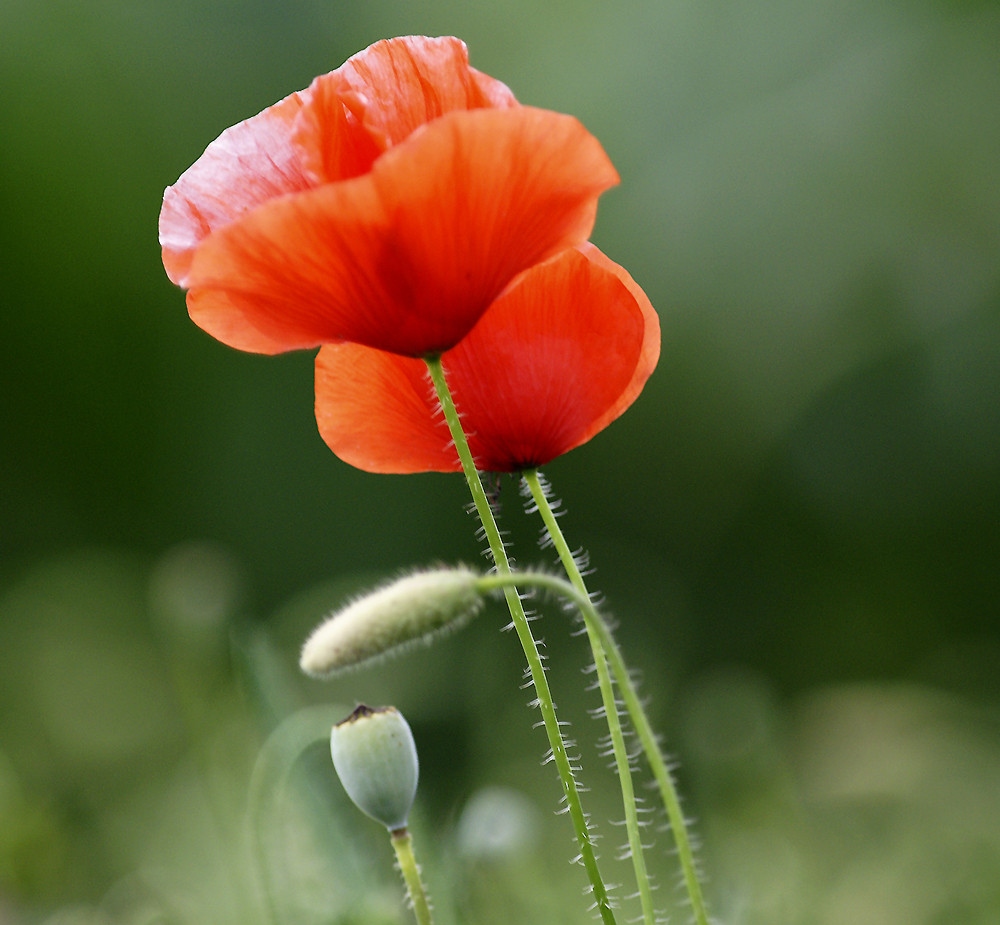 Mohn-Time