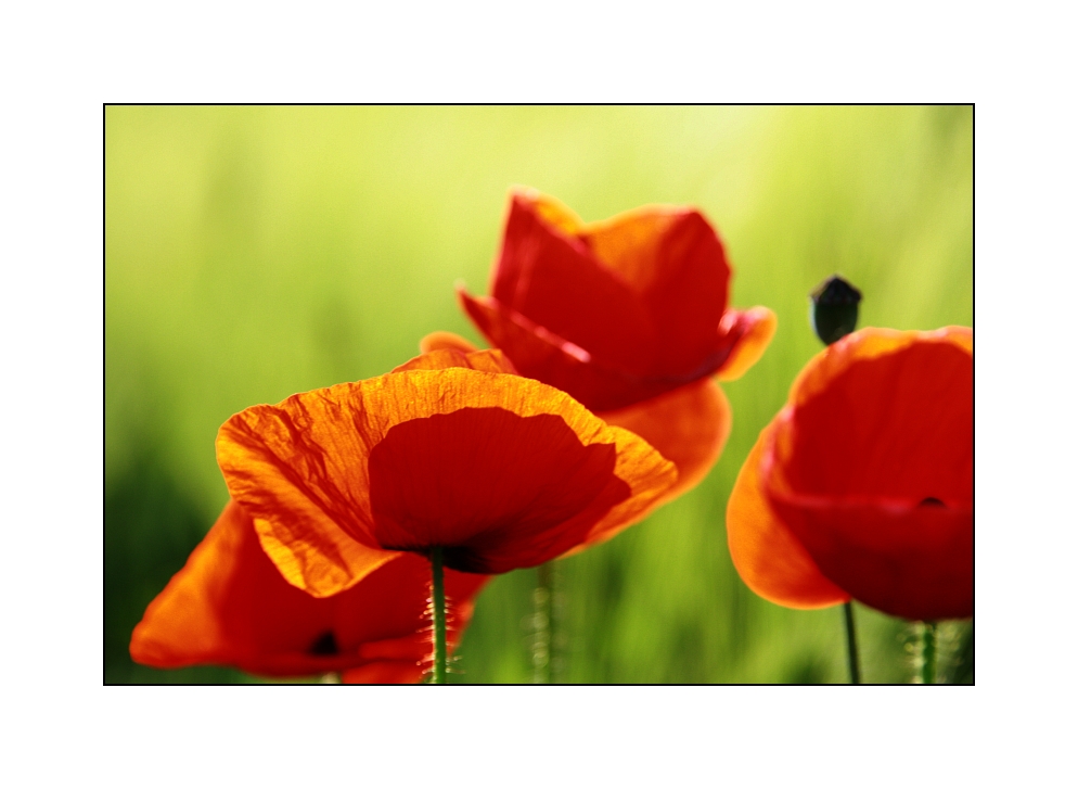 Mohn-Time