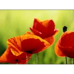 Mohn-Time