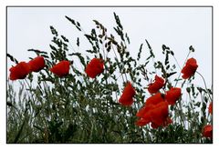 MOHN-TIME