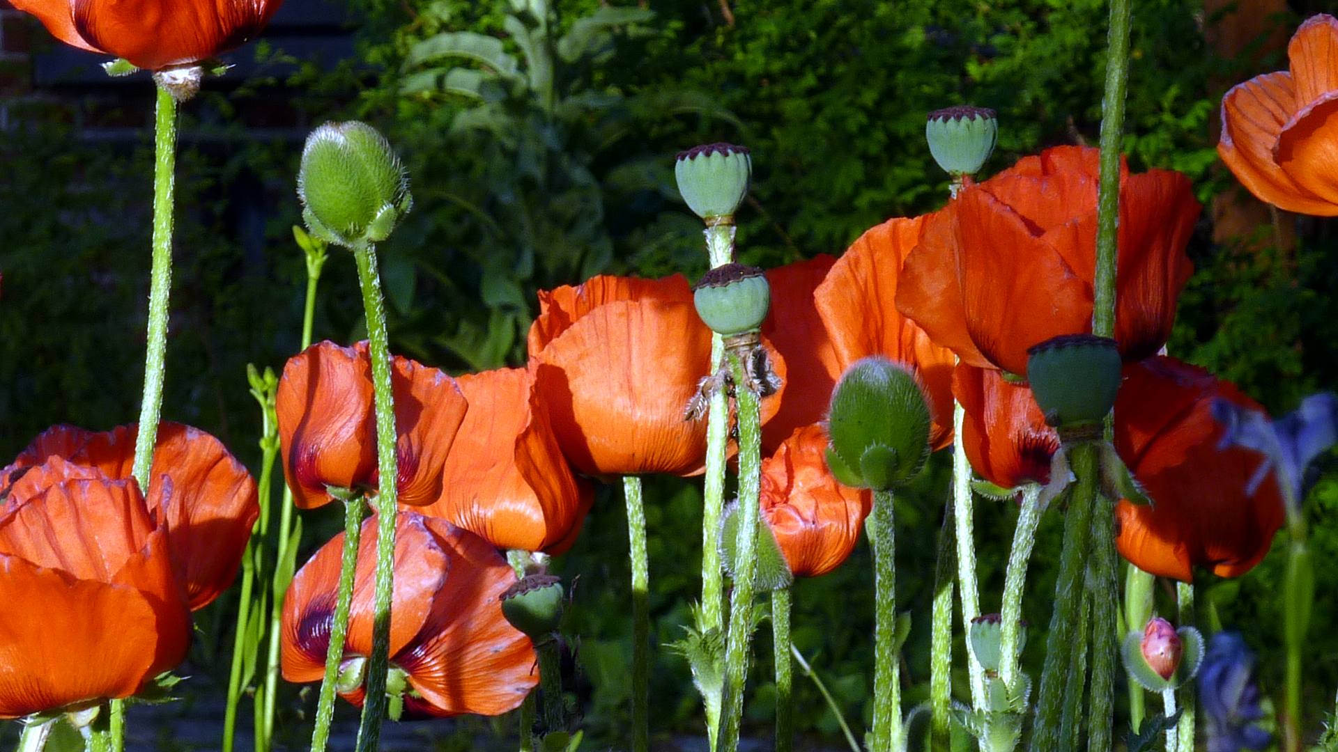 Mohn Total