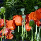 Mohn Total